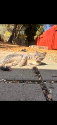 Lost Male Cat last seen Near oro ln, Diamond Springs, CA 95623
