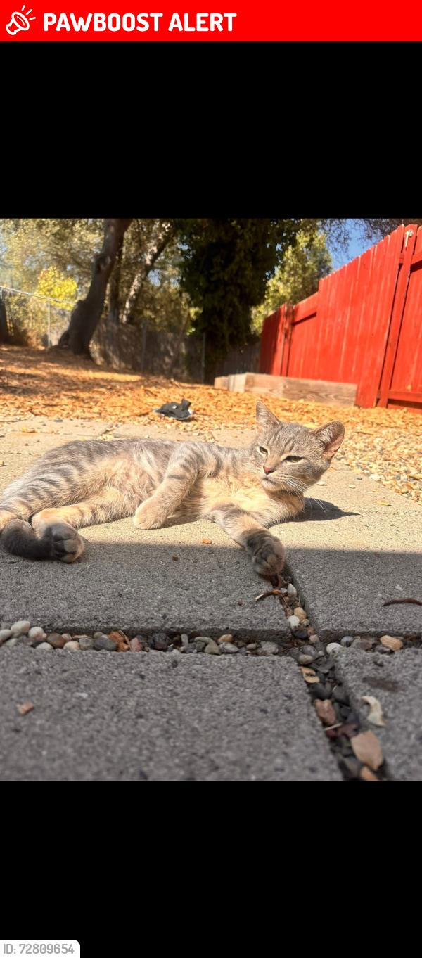 Lost Male Cat last seen Near oro ln, Diamond Springs, CA 95623