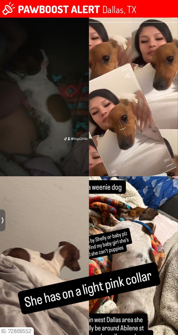 Lost Female Dog last seen Abilene st and Ottawa rd , Dallas, TX 75212