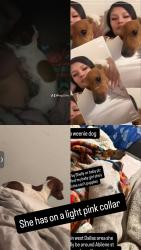 Lost Female Dog last seen Abilene st and Ottawa rd , Dallas, TX 75212