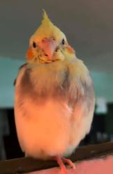 Lost Female Bird last seen Santa Ana blvd , Santa Ana, CA 92703