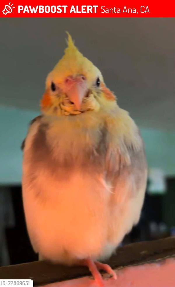 Lost Female Bird last seen Santa Ana blvd , Santa Ana, CA 92703