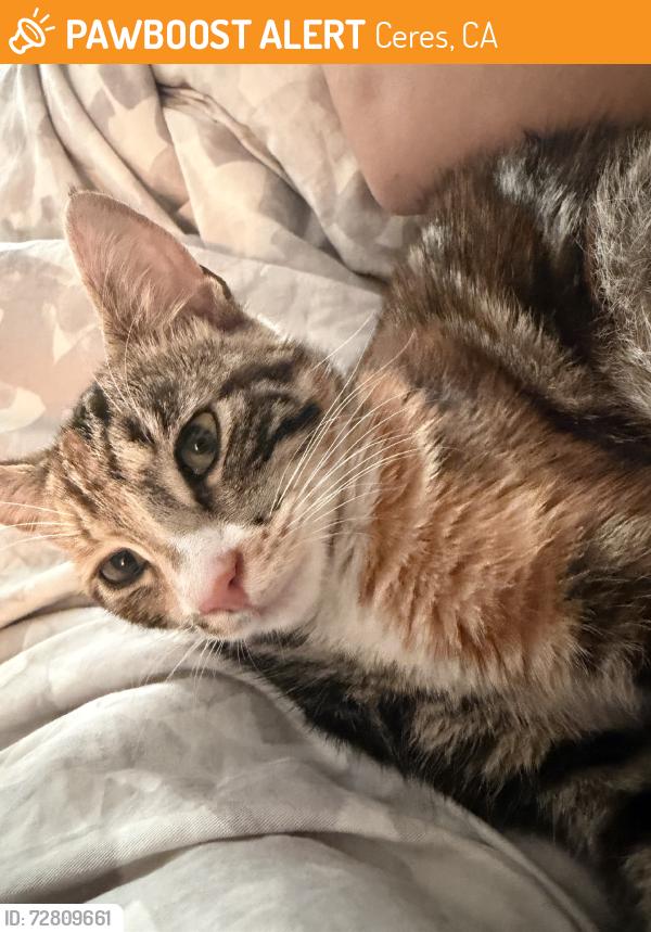 Found/Stray Unknown Cat last seen In n out, Ceres, CA 95358