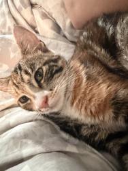 Found/Stray Unknown Cat last seen In n out, Ceres, CA 95358