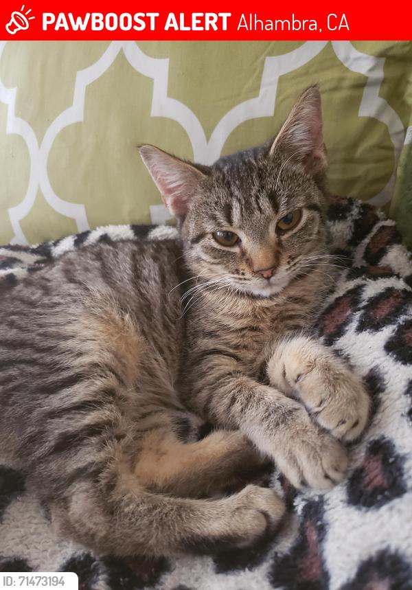 Lost Male Cat last seen 11th and Cabrillo, Alhambra, CA 91803
