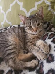 Lost Male Cat last seen 11th and Cabrillo, Alhambra, CA 91803