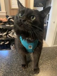 Lost Male Cat last seen Kaptey Ave & Mundy Street, Coquitlam, BC V3K 1N3