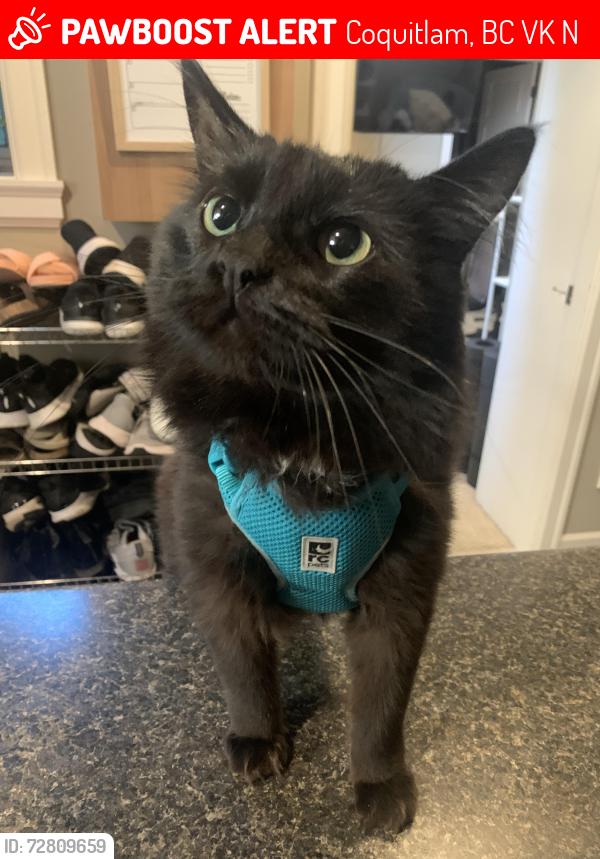 Lost Male Cat last seen Kaptey Ave & Mundy Street, Coquitlam, BC V3K 1N3