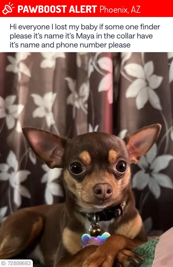 Lost Female Dog last seen 61st ave Cambridge , Phoenix, AZ 85033