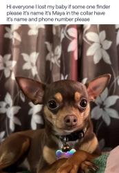 Lost Female Dog last seen 61st ave Cambridge , Phoenix, AZ 85033