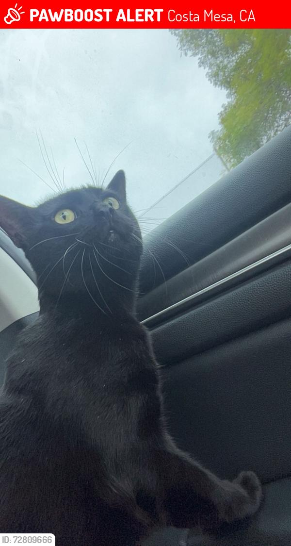 Lost Female Cat last seen Villa Sienna Apts on Adams, Costa Mesa, CA 92626
