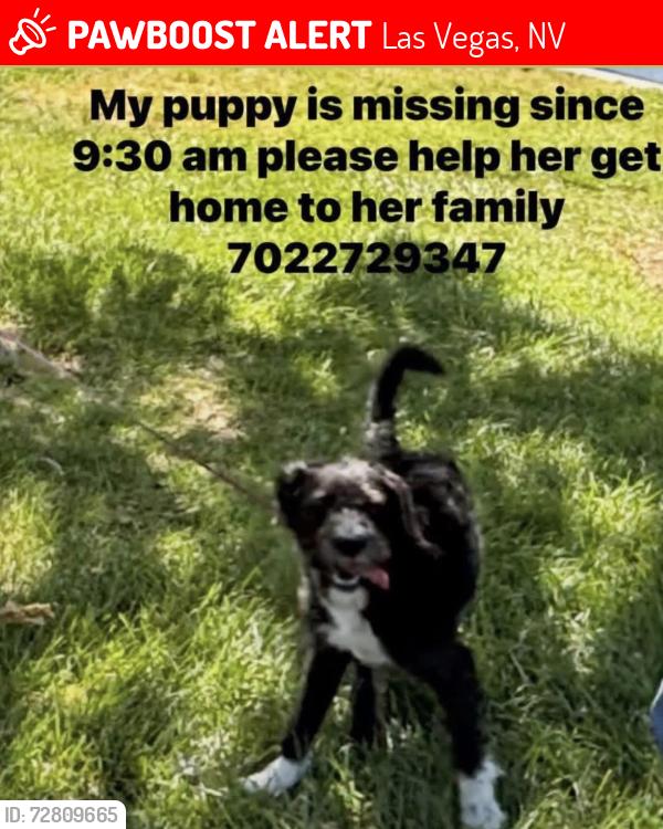Lost Female Dog last seen Decatur and pennwood, Las Vegas, NV 89146