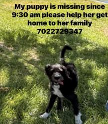 Lost Female Dog last seen Decatur and pennwood, Las Vegas, NV 89146