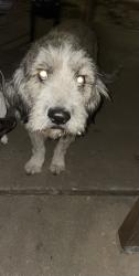 Lost Male Dog last seen N Peoria ave and E 46th st n, Tulsa, OK 74106