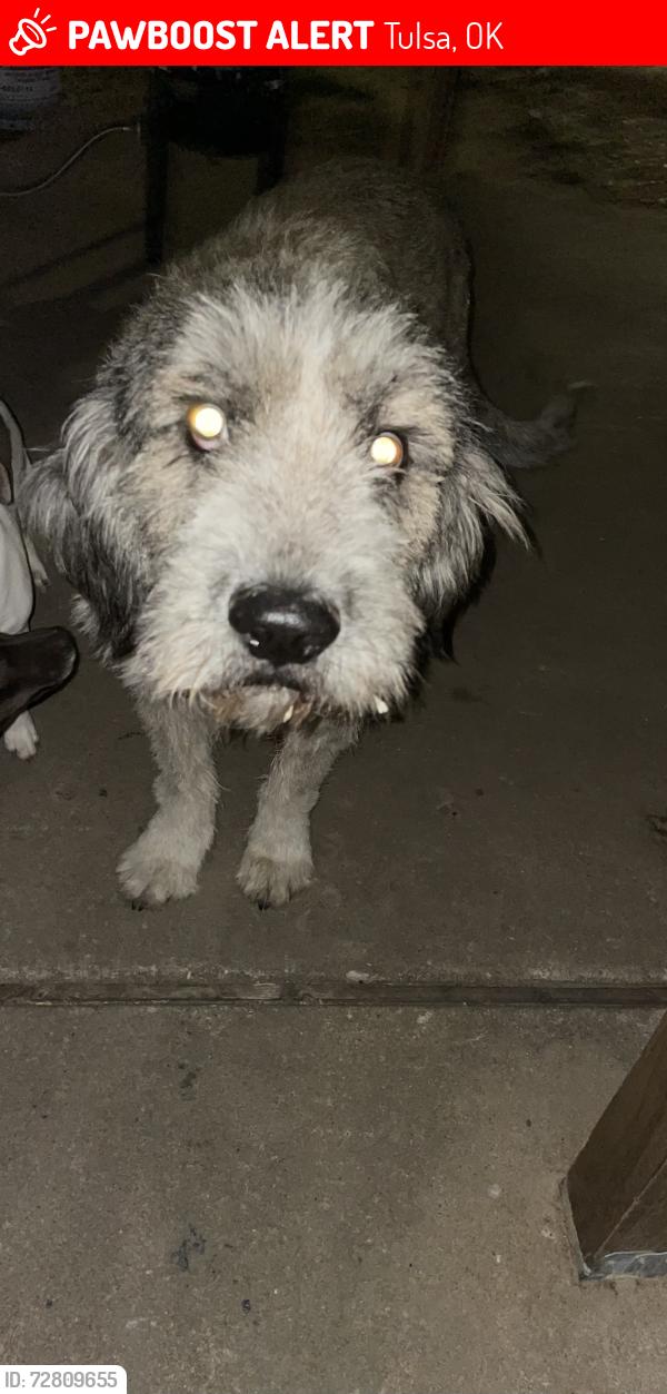 Lost Male Dog last seen N Peoria ave and E 46th st n, Tulsa, OK 74106