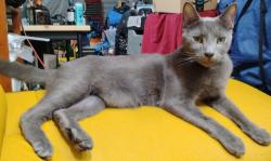 Reunited Male Cat last seen Near Narcoossee Rd, Orlando, FL 32822, Orlando, FL 32822