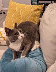 Lost Female Cat last seen Cienega & Grand, Covina, CA 91723