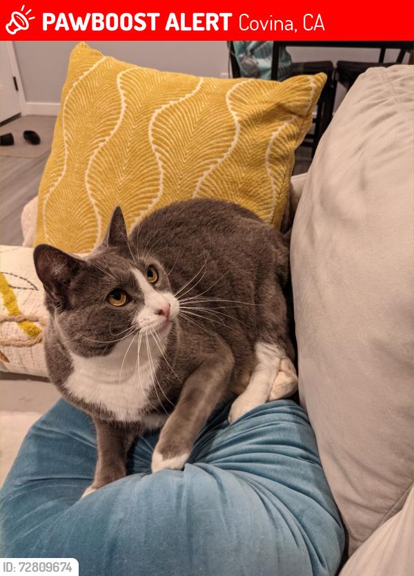 Lost Female Cat last seen Cienega & Grand, Covina, CA 91723