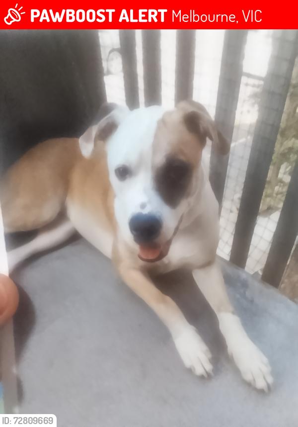 Lost Female Dog last seen MCG, Melbourne, VIC 3000