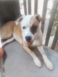 Lost Female Dog last seen MCG, Melbourne, VIC 3000