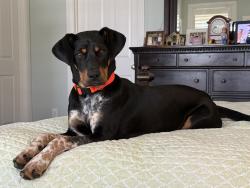 Found/Stray Female Dog last seen Near and Lakeview ests, San Jacinto County, TX 77331