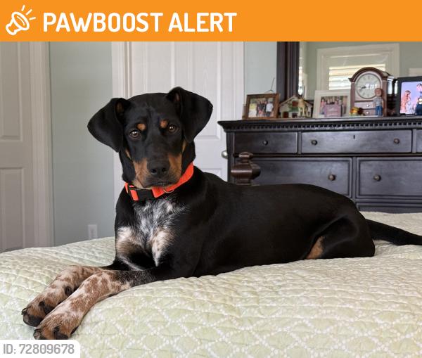 Found/Stray Female Dog last seen Near and Lakeview ests, San Jacinto County, TX 77331
