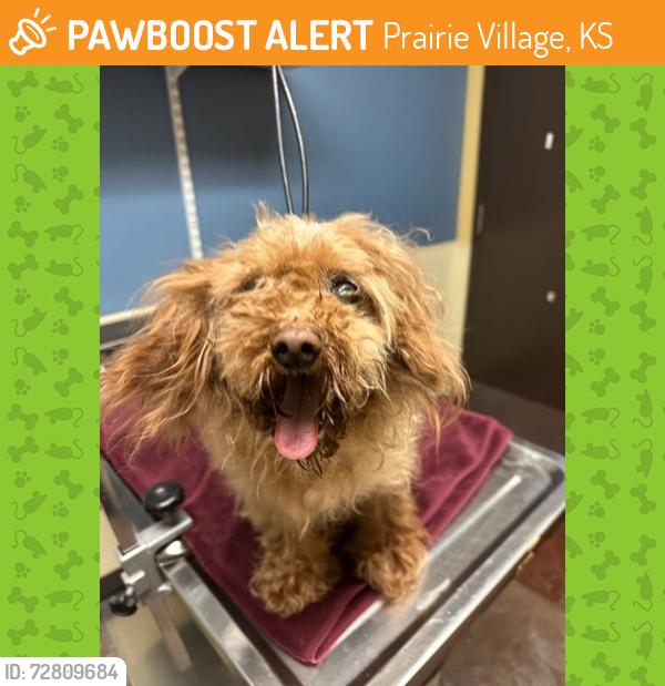Found/Stray Female Dog last seen W 72nd Ter and Missions Rd, Prairie Village, KS 66208
