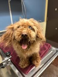 Found/Stray Female Dog last seen W 72nd Ter and Missions Rd, Prairie Village, KS 66208