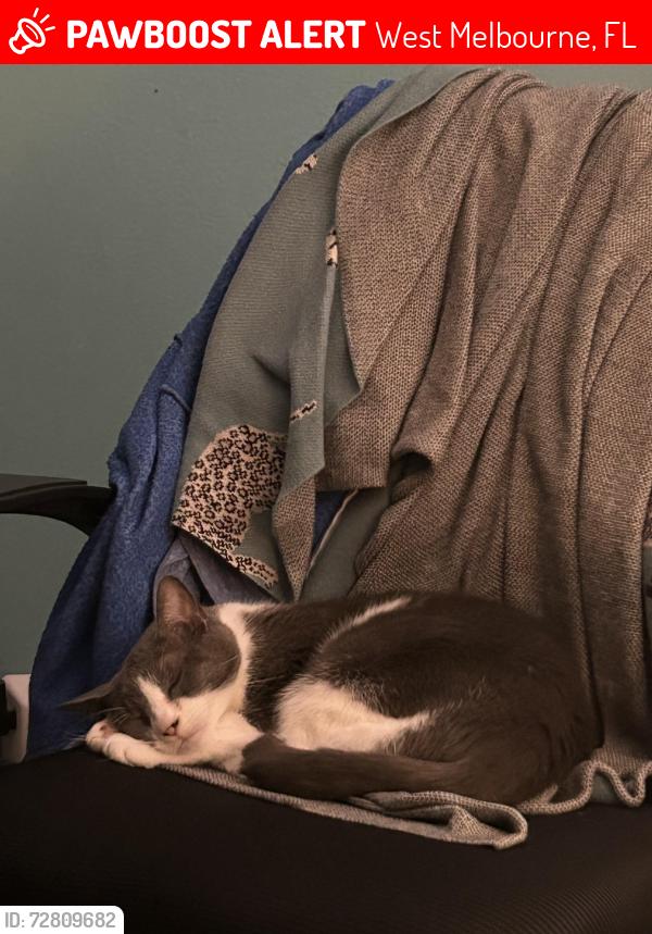 Lost Female Cat last seen Alaqua Way, West Melbourne, FL 32904