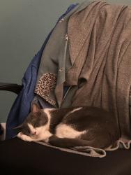 Lost Female Cat last seen Alaqua Way, West Melbourne, FL 32904