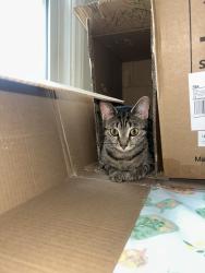 Lost Female Cat last seen N beverly ave, Youngstown, OH 44515