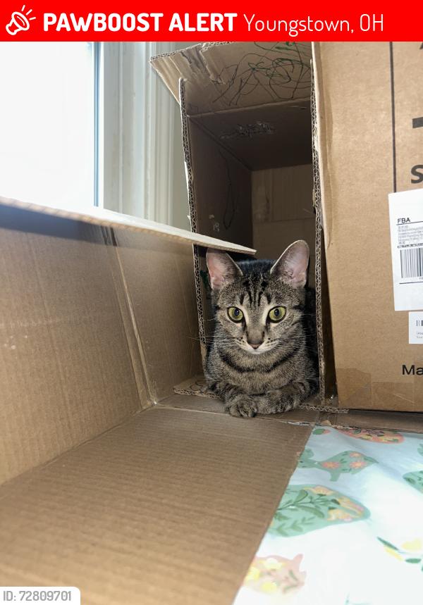 Lost Female Cat last seen N beverly ave, Youngstown, OH 44515