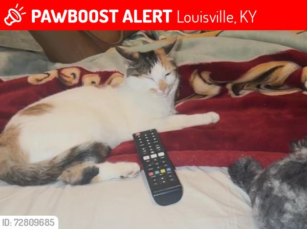 Lost Female Cat last seen Near Deham , Louisville, KY 40241