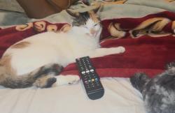 Lost Female Cat last seen Near Deham , Louisville, KY 40241