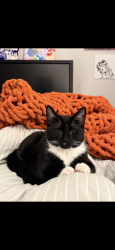 Lost Male Cat last seen Staten Island not sure exactly where I did not lose him someone else did, Staten Island, NY 10314