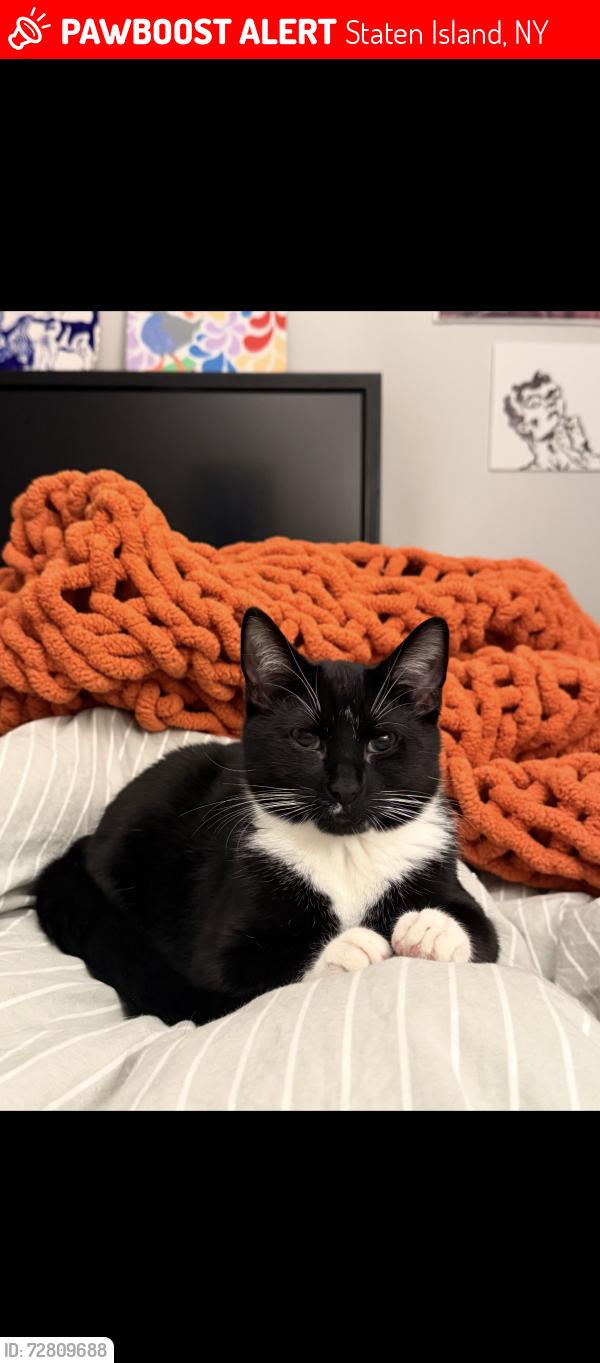 Lost Male Cat last seen Staten Island not sure exactly where I did not lose him someone else did, Staten Island, NY 10314