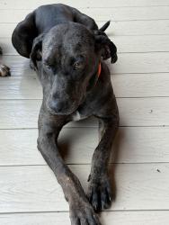 Found/Stray Female Dog last seen Near and Lakeview ests Drive, San Jacinto County, TX 77331