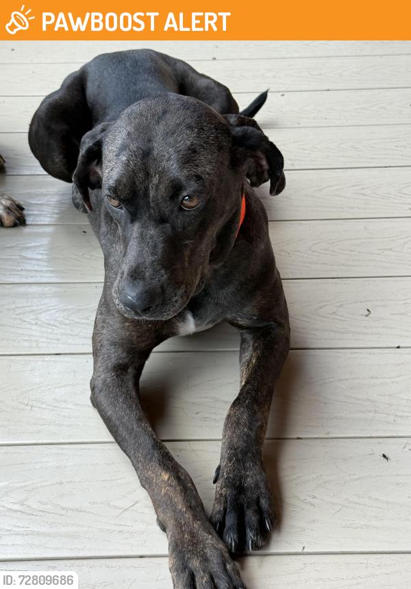 Found/Stray Female Dog last seen Near and Lakeview ests Drive, San Jacinto County, TX 77331