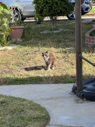 Found/Stray Unknown Cat last seen Pruitt Dr. & Carmelynn Torrance, Torrance, CA 90503