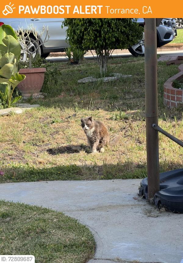 Found/Stray Unknown Cat last seen Pruitt Dr. & Carmelynn Torrance, Torrance, CA 90503