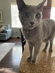 Lost Male Cat last seen Holt Ave between McIntyre and Maryland , Winter Park, FL 32789
