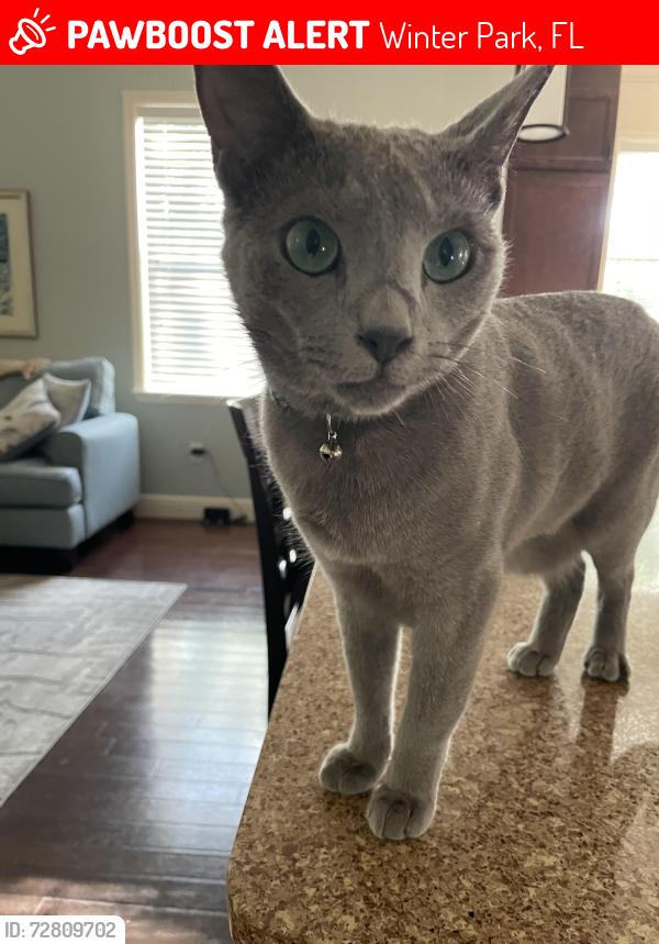 Lost Male Cat last seen Holt Ave between McIntyre and Maryland, Winter Park, FL 32789
