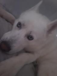 Lost Female Dog last seen Near and ella Blvd , Houston, TX 77090