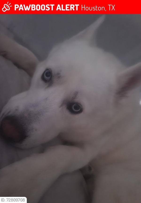 Lost Female Dog last seen Near and ella Blvd , Houston, TX 77090