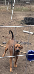 Lost Male Dog last seen Manor dr , Tallahassee, FL 32303