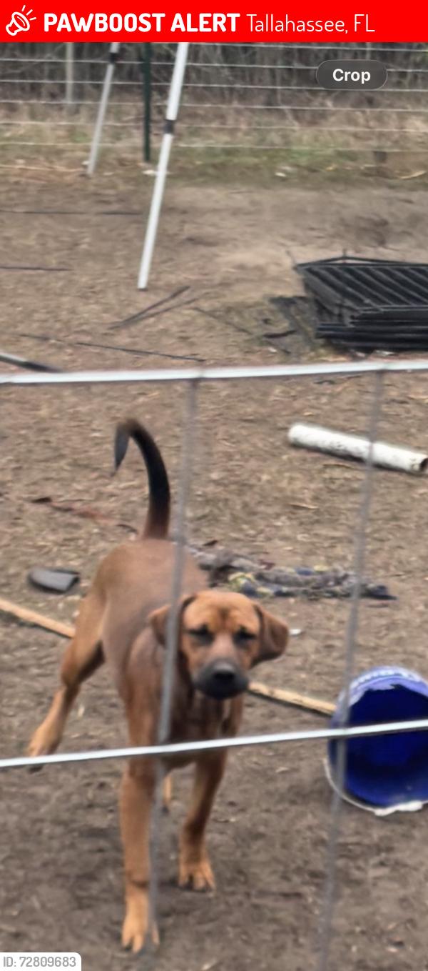 Lost Male Dog last seen Manor dr, Tallahassee, FL 32303