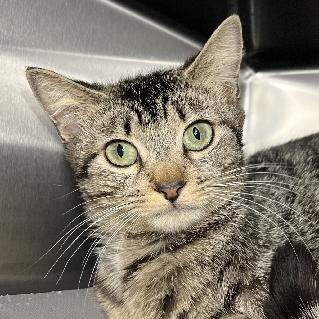 Shelter Stray Female Cat last seen , Palm Springs, CA 92264