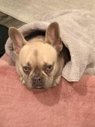 Reunited Female Dog last seen Near S Corning St, Los Angeles, CA 90034, USA, Los Angeles, CA 90034