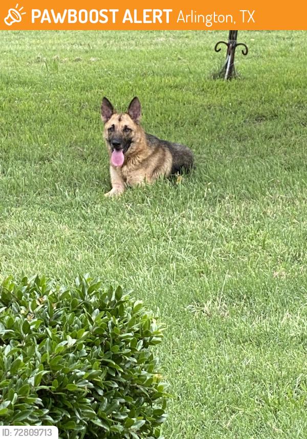 Found/Stray Unknown Dog last seen Carol and Kelsey Lane, Arlington, TX 76017