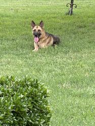 Found/Stray Unknown Dog last seen Carol and Kelsey Lane, Arlington, TX 76017